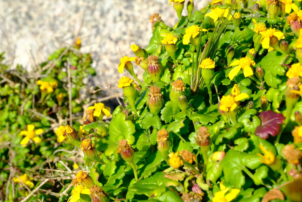 Saldanha Cineraria