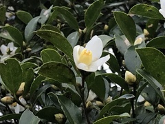Camellia