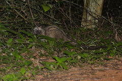 Paradoxurus musangus