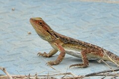Pogona barbata