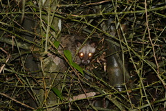 Paradoxurus musangus