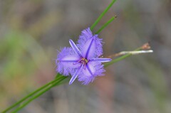 Thysanotus racemoides