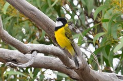 Pachycephala fuliginosa