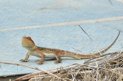 Pogona barbata