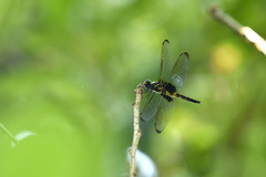 Pseudothemis zonata