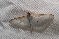 Palpita