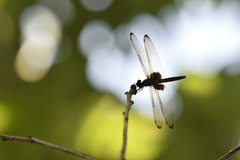 Pseudothemis zonata