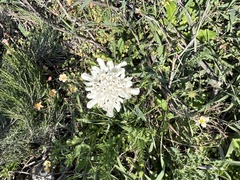 Scabiosa columbaria