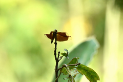 Neurothemis taiwanensis