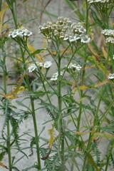 Achillea impatiens