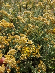 Helichrysum revolutum