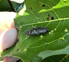 Texania campestris