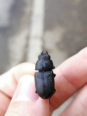 Dorcus parallelipipedus