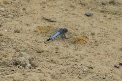 Orthetrum caledonicum