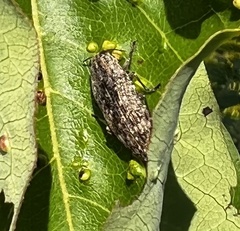Texania campestris