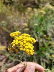 Helichrysum revolutum