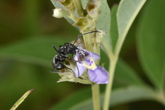 Myrma