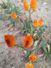 Ornithogalum maculatum