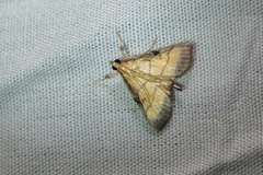 Cnaphalocrocis