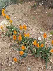Ornithogalum maculatum