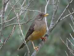 Turdus olivaceus olivaceus