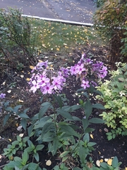 Phlox paniculata