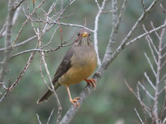 Turdus olivaceus olivaceus