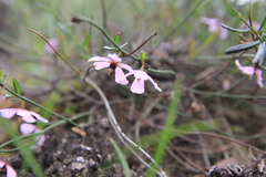 Tetratheca paucifolia