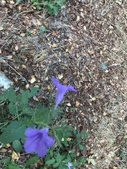 Ruellia occidentalis