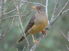 Turdus olivaceus olivaceus