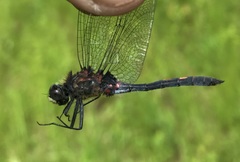 Leucorrhinia dubia