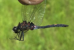 Leucorrhinia dubia