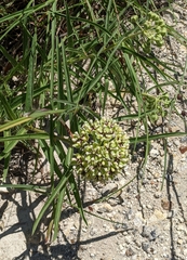 Asclepias asperula