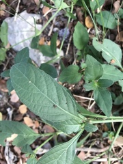 Ruellia occidentalis