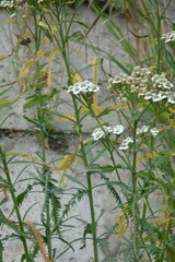 Achillea impatiens