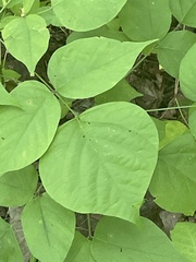 Hylodesmum