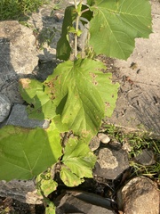 Acer nigrum