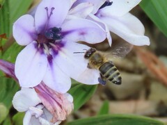 Apis mellifera capensis