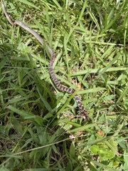 Coluber constrictor priapus