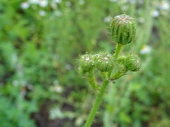 Sonchus arvensis arvensis