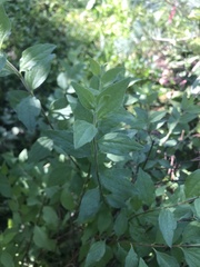 Philadelphus coronarius