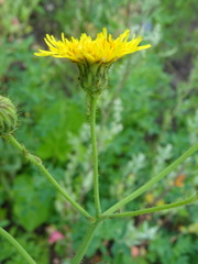 Sonchus arvensis arvensis