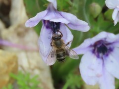 Apis mellifera capensis
