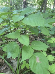 Hylodesmum