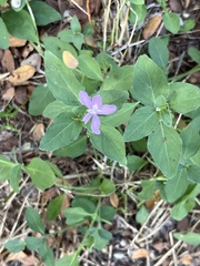 Ruellia drummondiana