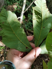 Caryomyia eumaris
