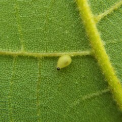 Caryomyia eumaris