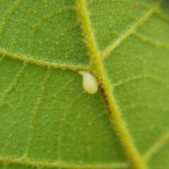 Caryomyia eumaris