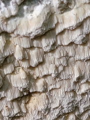 Neoantrodia serialis