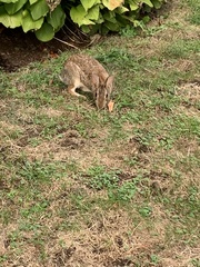Sylvilagus floridanus
